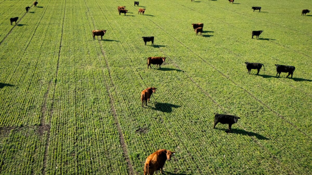 Ministro vê avanços em negociações com UE sobre carnes