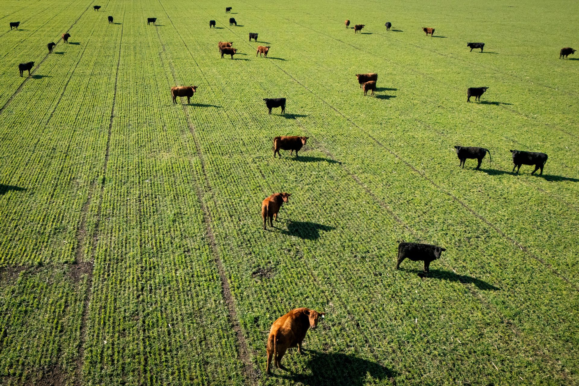 Ministro vê avanços em negociações com UE sobre carnes