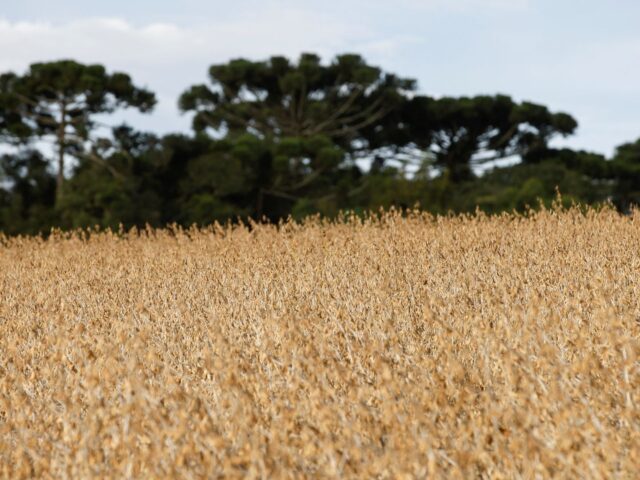 Plantio de soja no Brasil atinge quase 20% em ritmo recorde
