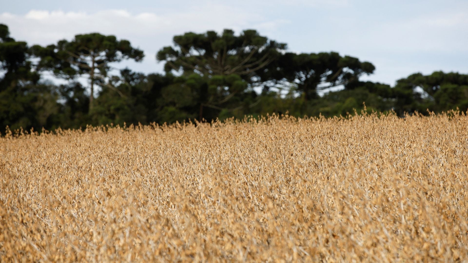 Plantio de soja no Brasil atinge quase 20% em ritmo recorde